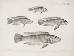 Neolamprologus tetracanthus, Neolamprologus mondabu, Lamprologus callipterus, Neolamprologus cunningtoni. 