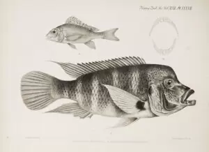 Cyphotilapia frontosa (Kigoma), Tylochromis polylepis.