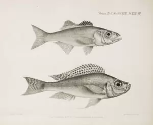 L'œuvre de George Albert Boulenger. 32 Haplotaxodon microlepis - Bathybates minor