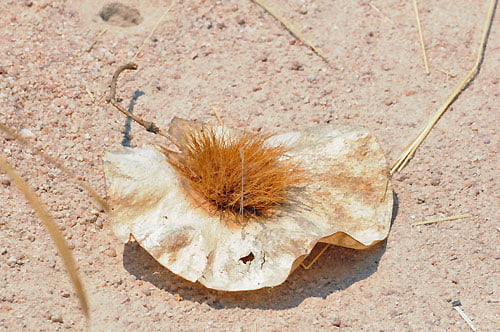 ulwile2