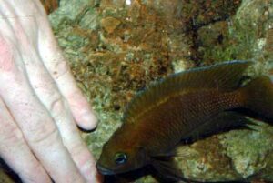 Variabilichromis moorii 5 variabili attak un