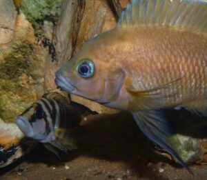 Variabilichromis moorii 2 variabili calvus