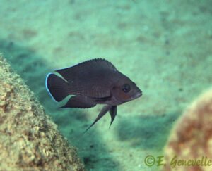 Variabilichromis moorii Variabilichromis moorii