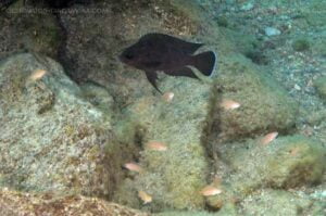 Variabilichromis moorii 6 variabilichromis mpi c.1