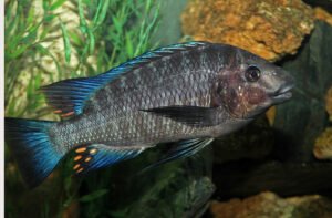 Petrochromis heffalumpus Petrochromis heffalumpus