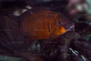 Petrochromis lisachisme Une nouvelle espèce Petrochromis lisachisme
