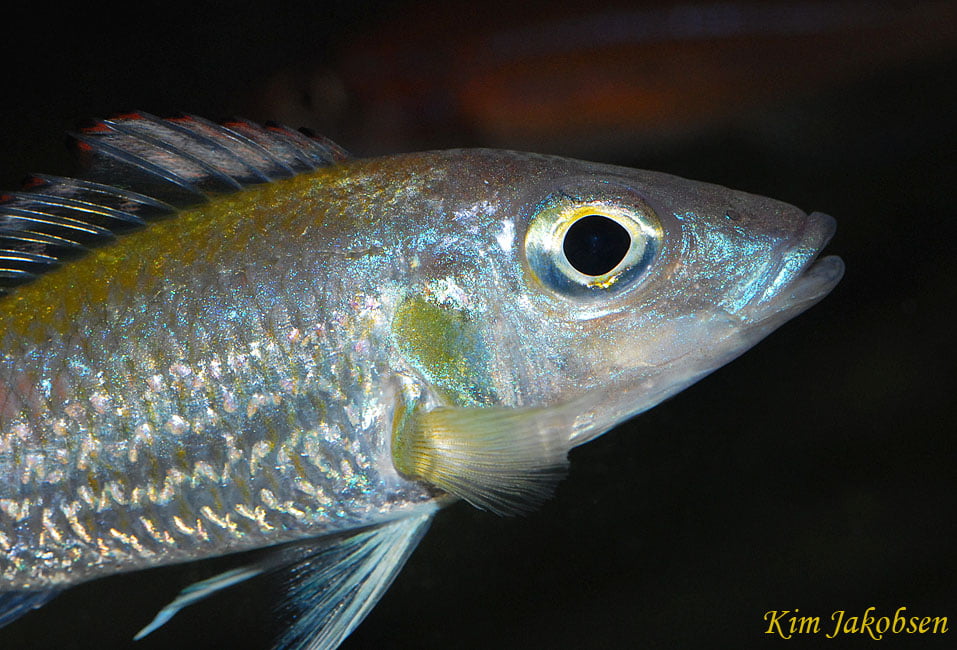 Callochromis pleurospilus (Boulenger, 1906) 1 Stappersi20070301