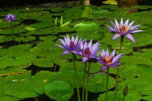 Flore subaquatique/rivulaire/du Tanganyika 3 Nymphaea capensis