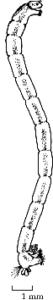 Chironomidae