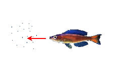 Stratégies planctophages - Tanganyika 10 Cyprichromis