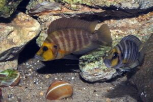 Altolamprologus compressiceps (Kantalamba))