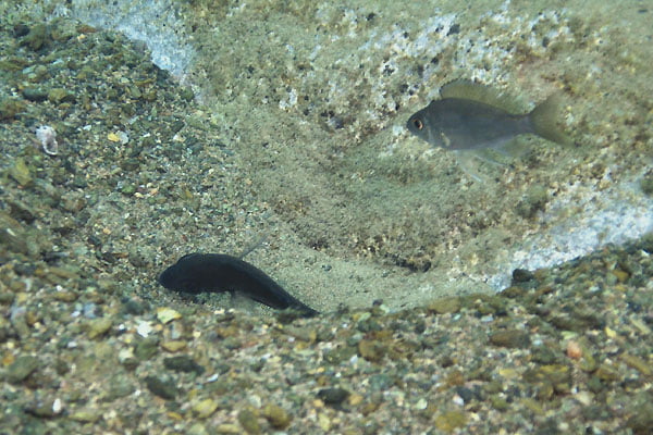 aulonocranus-1 aulonocranus 1