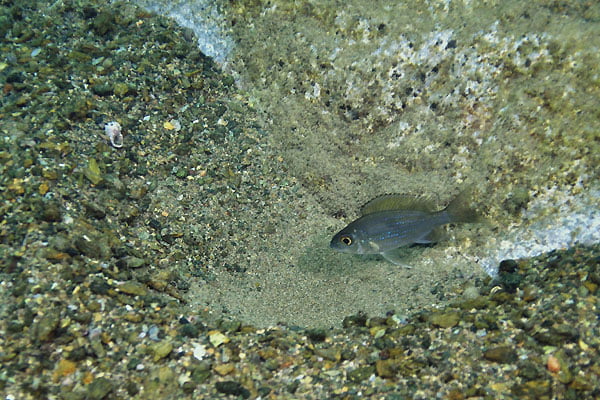 aulonocranus-2 aulonocranus 2