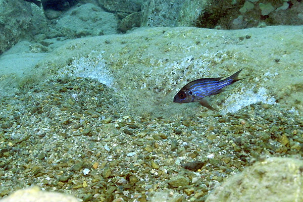 aulonocranus-3 aulonocranus 3