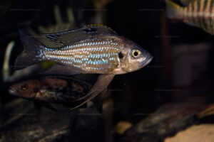 Aulonocranus dewindti Aulonocranus dewindti