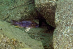 Aulonocranus dewindti Aulonocranus dewindti