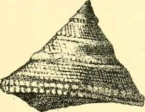 Bathanalia howesii