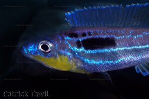 Benthochromis horii - Patrick Tawil