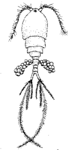 copepod 2
