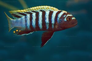 Cynotilapia zebroides (nkata bay)