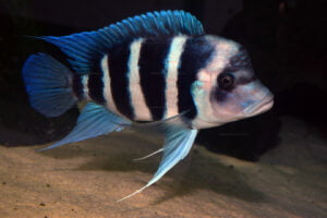 Cyphotilapia gibberosa