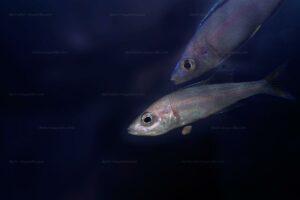 Cyprichromis leptosoma strat&eacute;gie reproductrice incubateur buccal