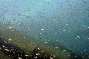Cyprichromis leptosoma