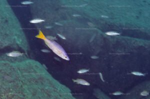 Cyprichromis leptosoma Cyprichromis leptosoma