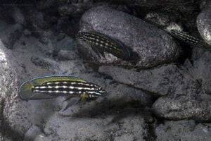 Julidochromis regani (Kalilani) Julidochromis regani (Kalilani)