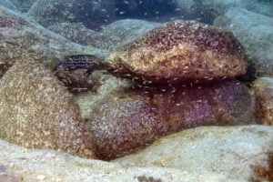 Lepidiolamprologus elongatus
