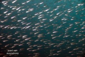 Microdontochromis tenuidentatus