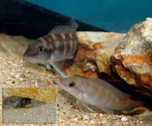 Neolamprologus mondabu