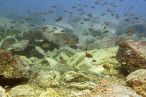 Neolamprologus brichardi Neolamprologus brichardi