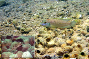 Lamprologus callipterus