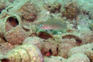 Neolamprologus multifasciatus Neolamprologus multifasciatus