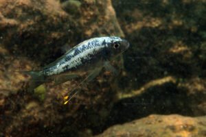 Ophthalmotilapia ventralis Ophthalmotilapia ventralis