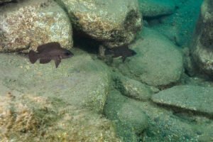 Neolamprologus toae 