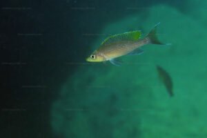 Paracyprichromis brieni Paracyprichromis brieni