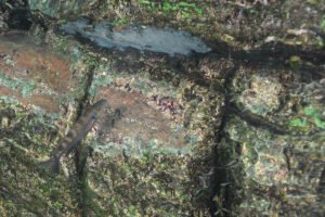 Perissodus microlepis