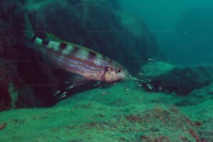 Perissodus microlepis
