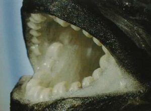 Denture Perissodus straeleni
