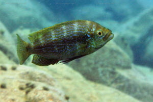 Perissodus straeleni