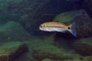 Perissodus paradoxus