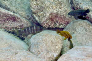 Perissodus straeleni