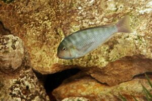 Pseudosimocrhomis curvifrons Pseudosimocrhomis curvifrons