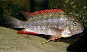 Simochromis diagramma - Patrick Tawil.