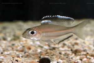 Trematocara marginatum Trematocara marginatum