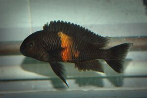 Str. reproductrices - Structures 2 Tropheus sp. black (Pemba)