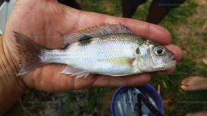 Xenochromis hecqui