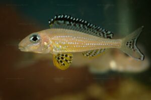 Xenotilapia papilio(Tembwe II)